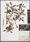 Foto von Salix purpurea L.